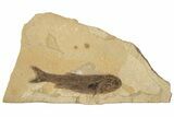 Jurassic Fossil Fish (Hulettia) - Wyoming #188843-1